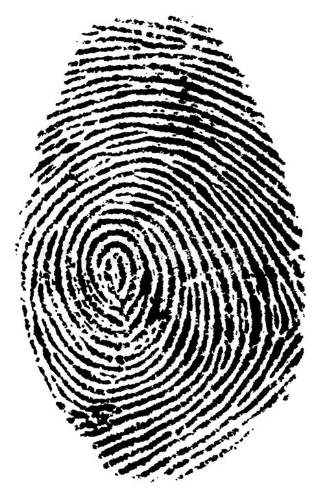 Fingerprint Vector Illustration Stock Vector Colourbox