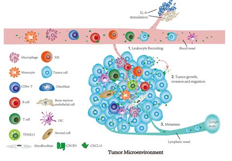 Pdf Regulative Role Of The Cxcl Cxcr Axis In The Tumor