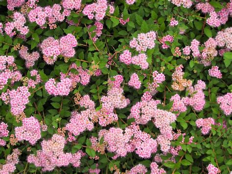 Dwarf Japanese Spirea Spiraea Japonica Nana Growing Guides