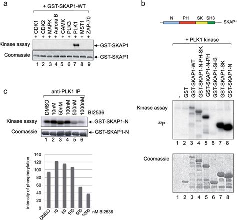 Plk1 Phosphorylates The N Terminal Ph And Sk Regions Of Skap1 Panel