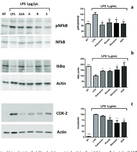 Western Blot Analysis On The Left And Relative Protein Levels On The