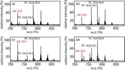 Positive Ion Maldi Tof Mass Spectra Of Primary Cells Mass Spectra Show Download Scientific