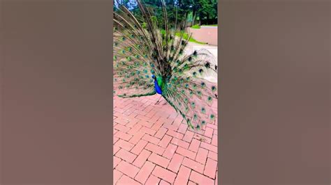 Peacock 🦚🦚🦚 Amazing 😍😍 Youtube