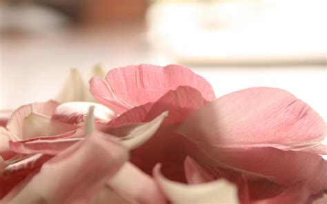 Wallpaper Red Petals Blossom Color Flower Hand Petal Land