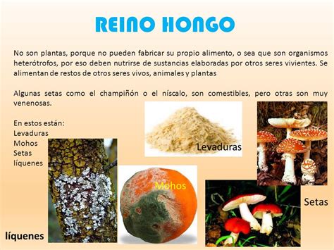 Cuadros Sin Pticos Sobre Reino Hongo Cuadro Comparativo