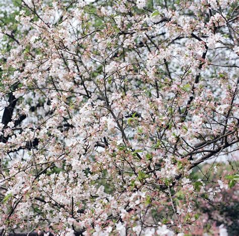 White Cherry Blossom Tree · Free Stock Photo