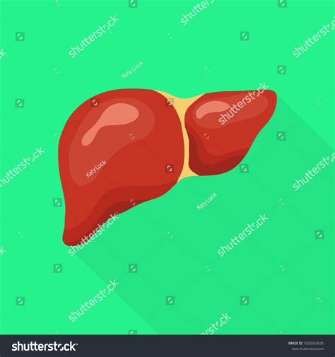 Human Liver Digestive System Illustration Human Stock Vector Royalty Free 1550503835