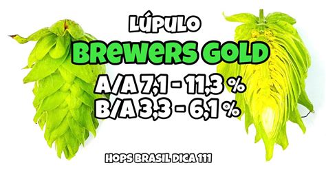 LÚpulo Brewers Gold Hops Brasil Dica 111 Youtube