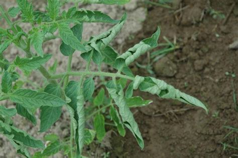 Tomaten Blad Is Omgekruld Boven En Onder Moestuin Forum Voor En