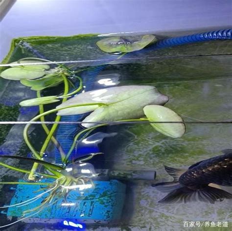 一位魚友的金魚飼養心得，都是實戰經驗，對於新手魚友幫助很大 壹讀