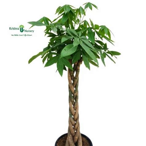 Fast Growth Green Pachira Braided Tall Plant At Rs 9840piece In Noida