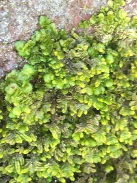 Flat Leaved Scalewort From Glen Canyon Park San Francisco Ca Us On