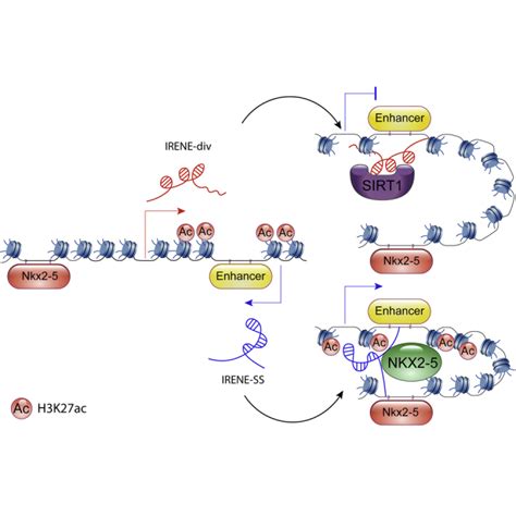 Divergent Transcription Of The Nkx2 5 Locus Generates Two Enhancer Rnas