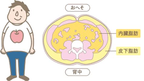 内臓脂肪とは？｜ライオン公式通販サイト「ライオン ウェルネスダイレクト」