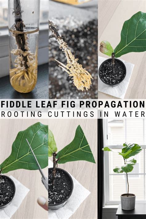 four pictures showing different stages of growing fiddle leaf propagation and rooting cuttings ...