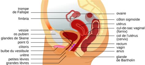 Anatomie Physiologie Pathologie 1 ESSR 13 Système reproducteur