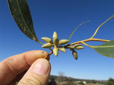 Eucalyptus Glaucina Bud Nc1 5 Dungog Rd Wallarobba Nsw 24 Flickr