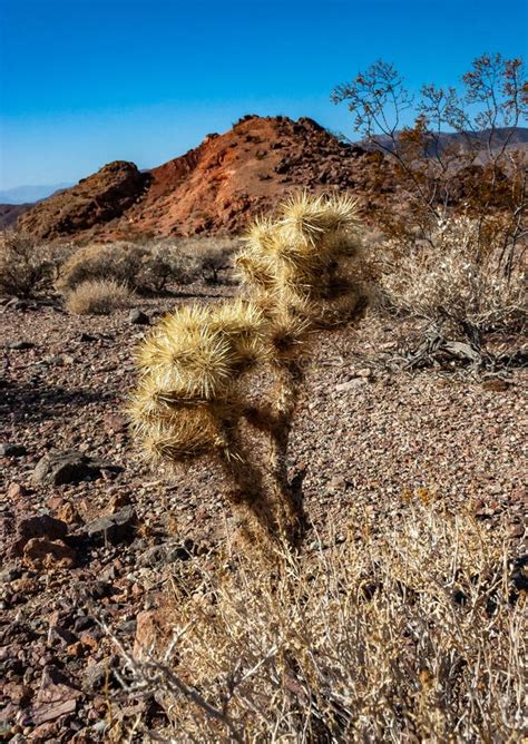 Teddy Bear Cholla Cylindropuntia Bigelovii Cactus With Tenacious