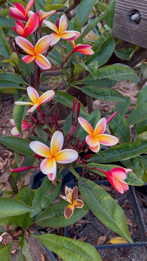 Plumeria growing in my moms backyard garden what color flower bloom is ...