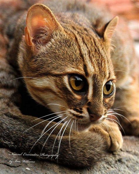 Rusty Spotted Cat Cats Small Wild Cats Wild Cats