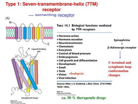 Ppt Chapter 14 Signal Transduction Pathways Powerpoint Presentation Free Download Id 3396082