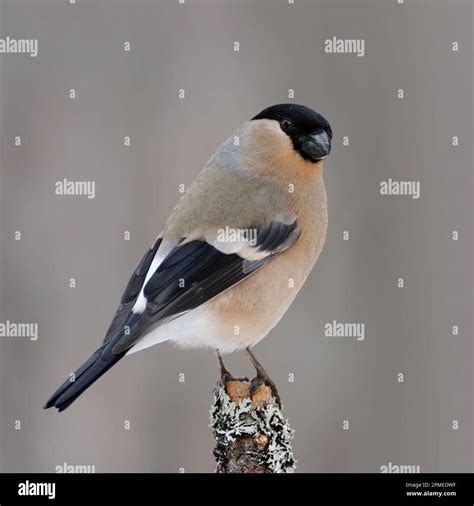 Eurasian Bullfinch Gimpel Dompfaff Pyrrhula Pyrrhula Female