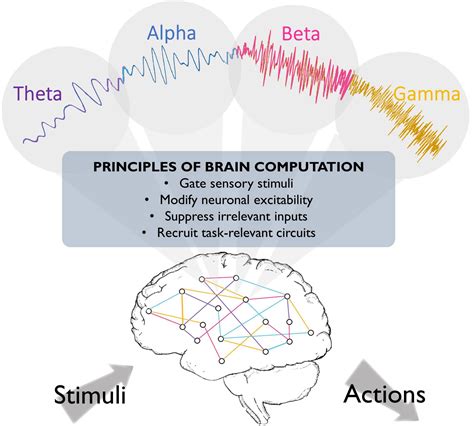 Frontiers Breaking Down A Rhythm Dissecting The Mechanisms