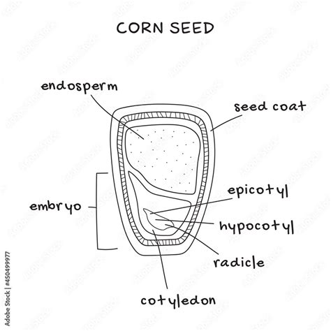 Structure Of Corn Seed Vector Infographics Biology And Botany Science