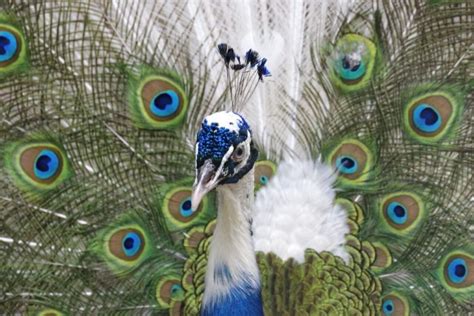 Peacock Symbolism: What Does A Peacock Symbolize?