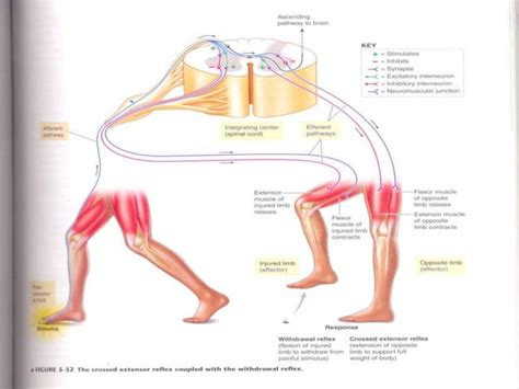 Spinal cord reflexes