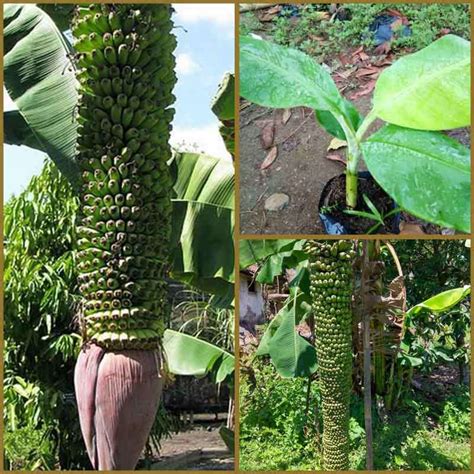 Jual Goldseeds Pisang Seribu Bibit Tanaman Di Seller Kebun Petani Kota