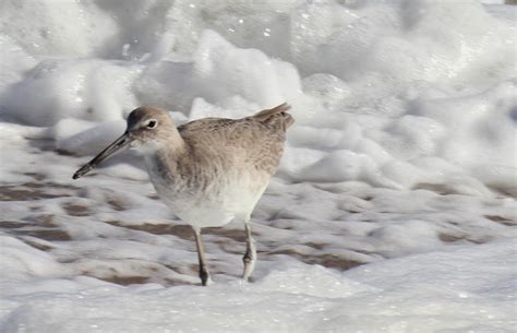 Cannundrums: Willet