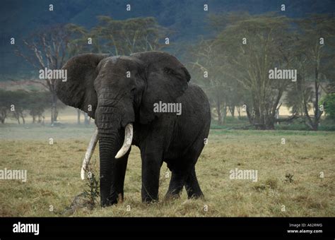 Ngorongoro Crater Tanzania Lerai Forest Hi Res Stock Photography And