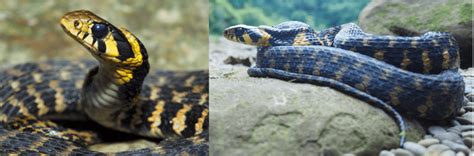 Common Snakes Found In South Korea Bird Watching Hq