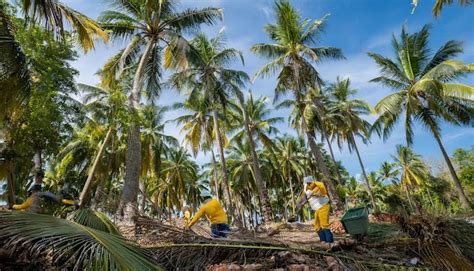 The Process Of Harvesting Coconuts In A Tropical Plantation Premium