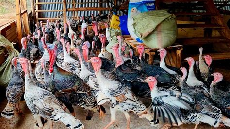 Turkeys For Sale In Uganda Turkeyfarming Christmas Forsale Ugandan