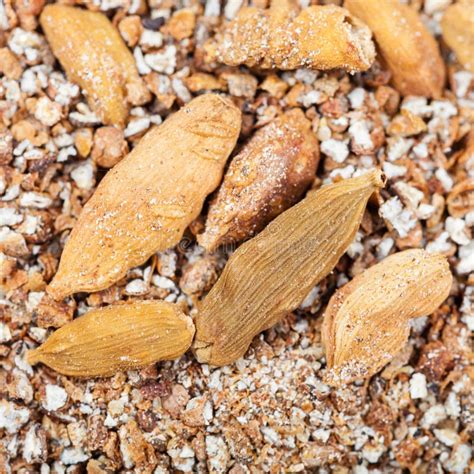 Seed Pods On Acacia Tree Close Up Stock Photo Image Of Outdoors