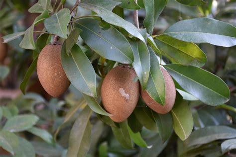 Manilkara Zapota Nmente Conocido Como Sapodilla Sapota Chikoo