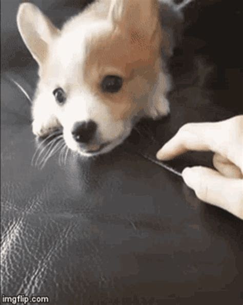 Baby Corgi S