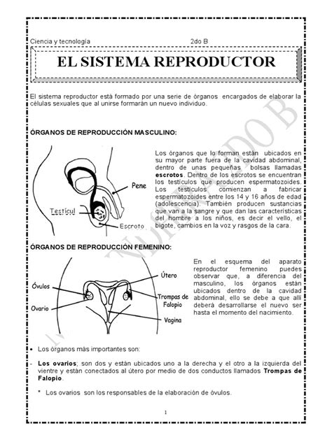 Aparato Reproductor Para Segundo De Primaria Pdf Sistema Reproductivo Sistema Endocrino