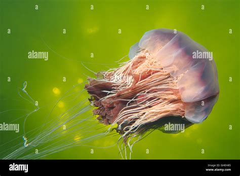 Lions Mane Jellyfish Hi Res Stock Photography And Images Alamy