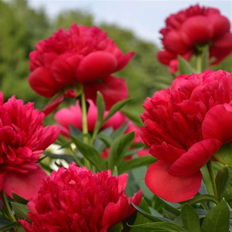 Red Magic Peony Paeonia Lactiflora American Meadows