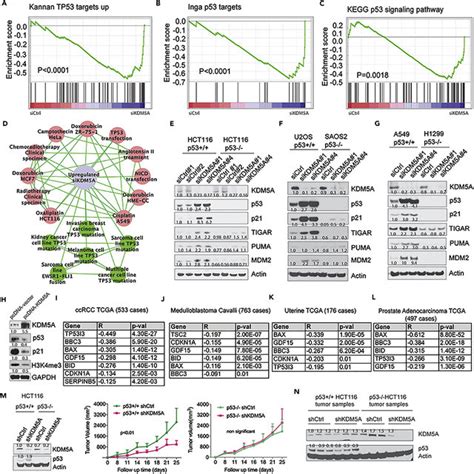 Kdm A Regulates P Expression By Modulating Translation Initiation A