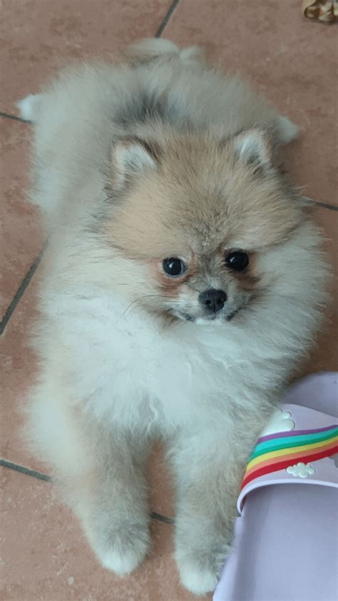 Pomeranian Puppy Uglies