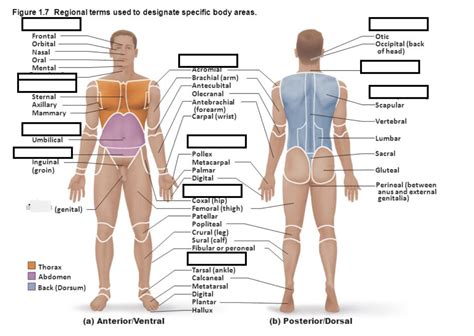 Terms Of Anatomical Direction Are Used To Describe Quizlet