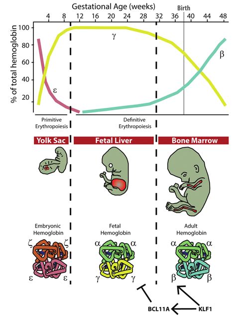 Human Erythropoiesis And Developmental Pattern Of Hemoglobin