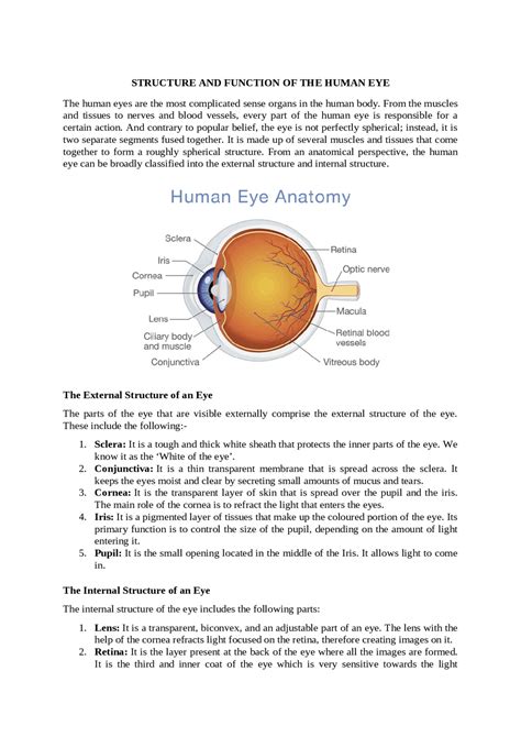 Structure Of The Eyeball