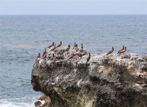 Construcci N De C Rcel En Islas Del Cisne Amenaza Las Reservas