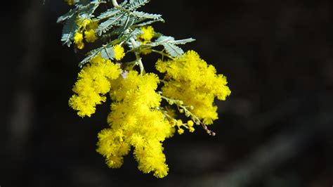 The Golden Flower Representing The Aussie Spirit Cgtn