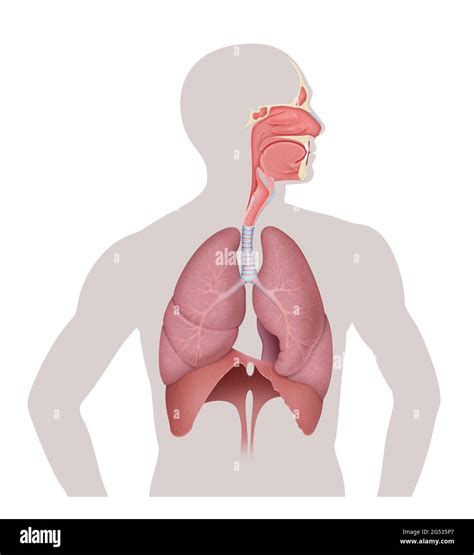 Anatomie D Appareil Respiratoire Humain Illustration Stock